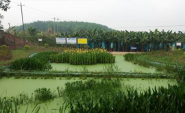 勐捧村、曼种村、景坎村、勐哈村环境连片整治项目顺利竣工验收